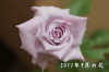 2011年9月の花
