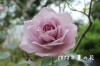2012年夏の花