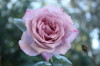 2012年11月の花