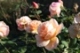 アプリコットネクター 花つき良し