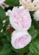 色の淡い春の花