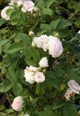 花つき良し