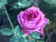 イントゥリーグ12月の花