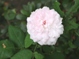 夏の花