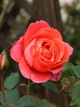 ラスティングピース冬の花