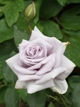 いつも綺麗な花型