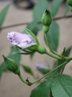 開花2日目には開ききってしまう