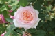 寒肥残ってこんな花
