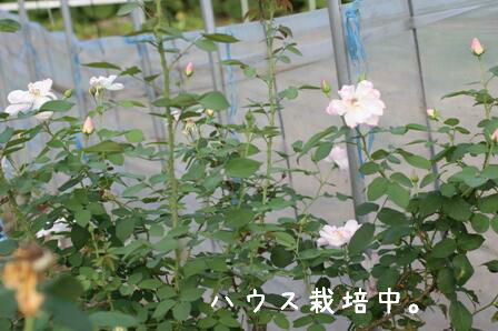 ピーチブロッサム