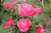 ピンク・パンサー　花つきよし
