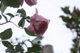 クイーンエリザベス晩秋の花
