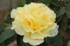 星光 2012年春の花