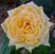 星光 夏の花