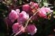 ザフェアリー・12月の花