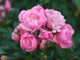 ザフェアリー・秋の花 秋はカップが深くなります。