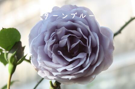 ターンブルー